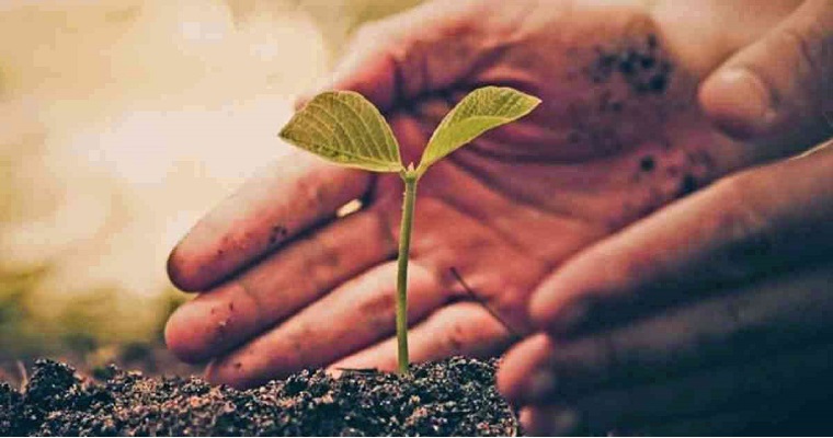 Siembre plantas en casa y contribuya al planeta