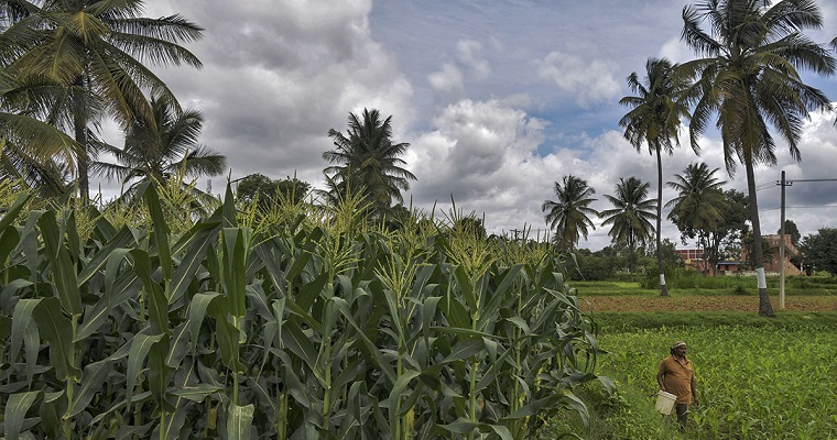 Pruebas detectarían contaminación de semillas nativas de maíz por transgénicos