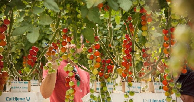 Vegetales en el desierto: ¿agricultura vertical para ahorrar agua?