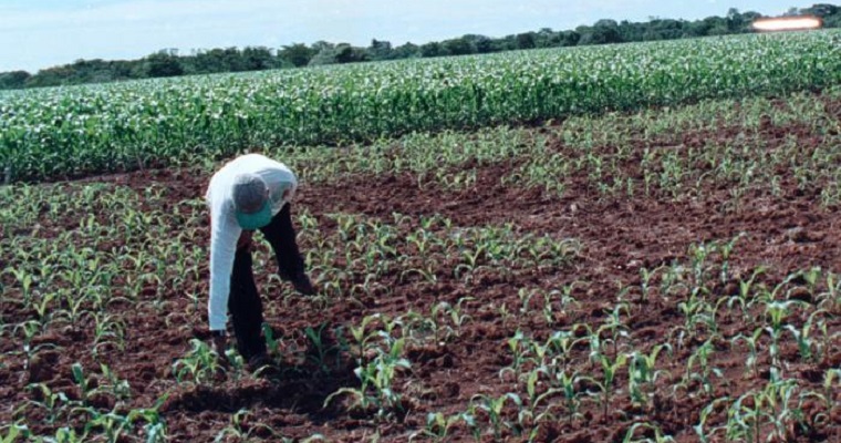 Finagro alcanza récord de desembolsos de crédito rural