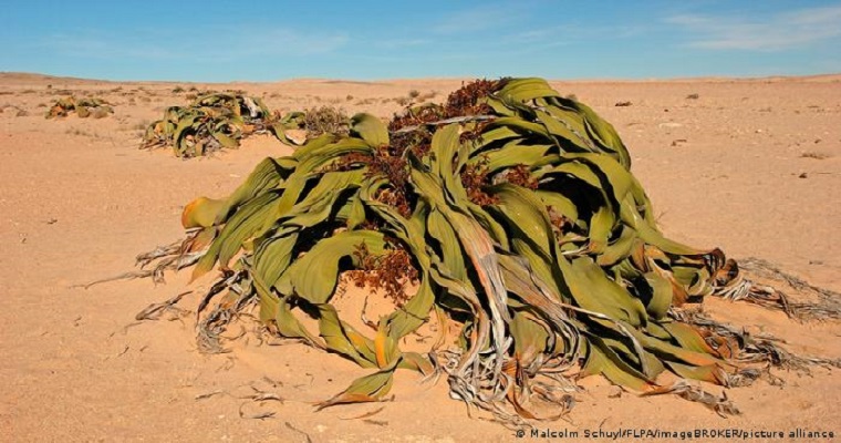 Estudio revela secreto genético de la planta que "no puede morir"