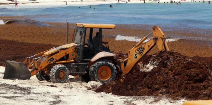 Usar el sargazo como biofertilizante evitaría la contaminación de playas