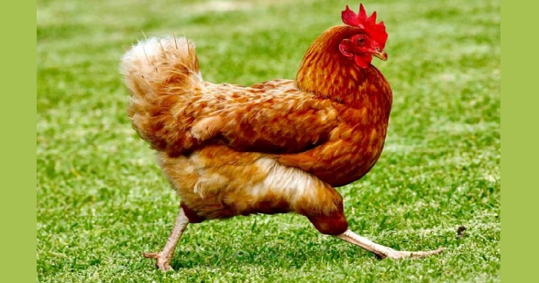 Morrisons presenta una gama de huevos sin carbono de gallinas alimentadas con insectos