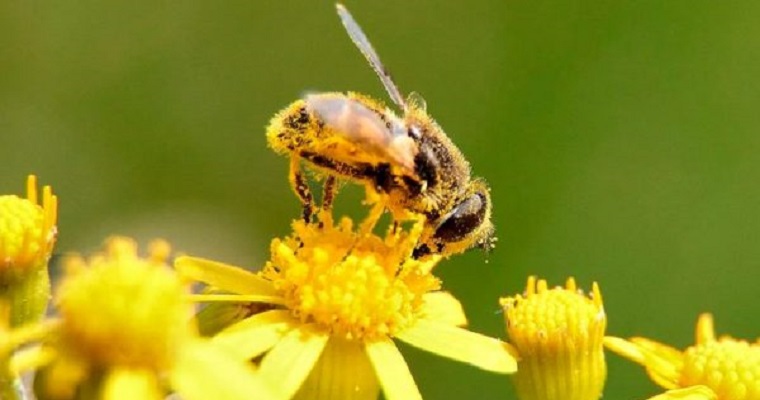 El sol puede salvar a las abejas de la extinción