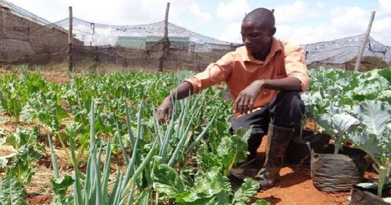 La crisis por COVID-19 hace necesaria la agricultura urbana
