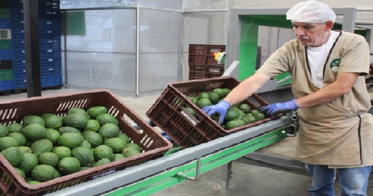 El aguacate hass colombiano anota en el Super Bowl 2020