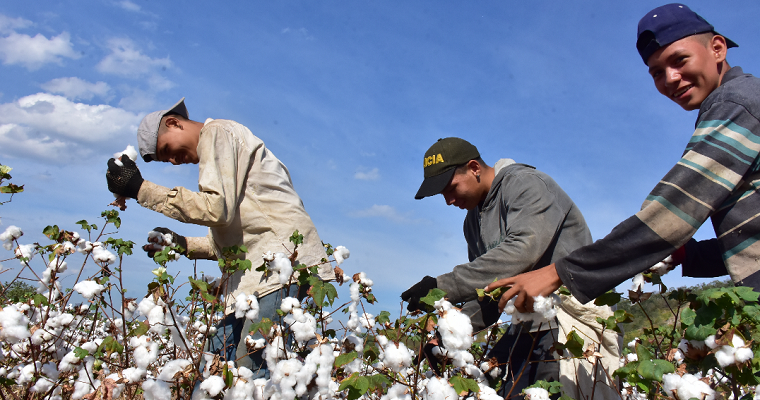 El meta tendrá nuevos cultivos para la producción de algodón