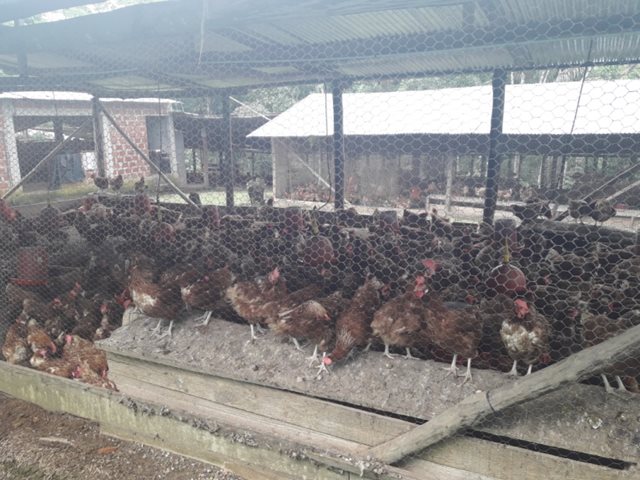 El ICA trabaja por la sanidad en la producción avícola del Putumayo - 15 de diciembre de 2017