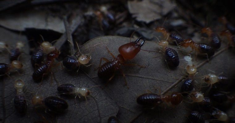 Termitas ayudarían a recuperar suelos degradados por la ganadería