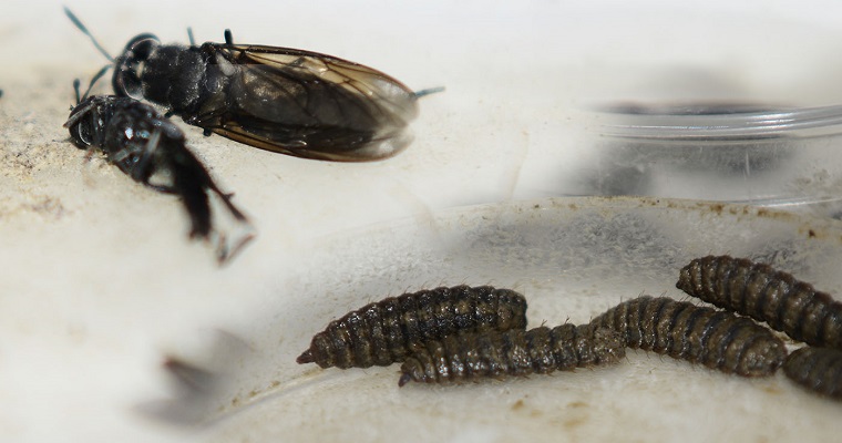 Científicas de la UNAL lideran iniciativa de agricultura circular con insectos en comunidades de excombatientes del Guaviare