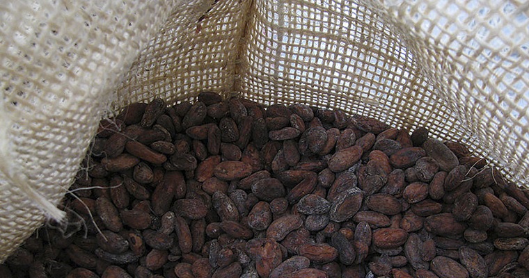 Con microorganismos quieren mejorar la calidad del cacao