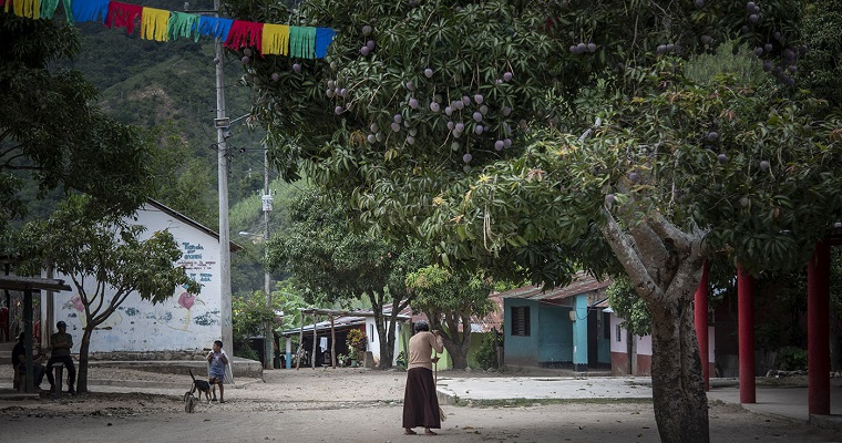 Citronela y limonaria bloquean acción de hongo que ataca cultivos de mango