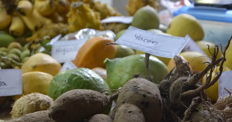 Cultivos de yacón, sagú y achiote renacen en el Valle del Cauca