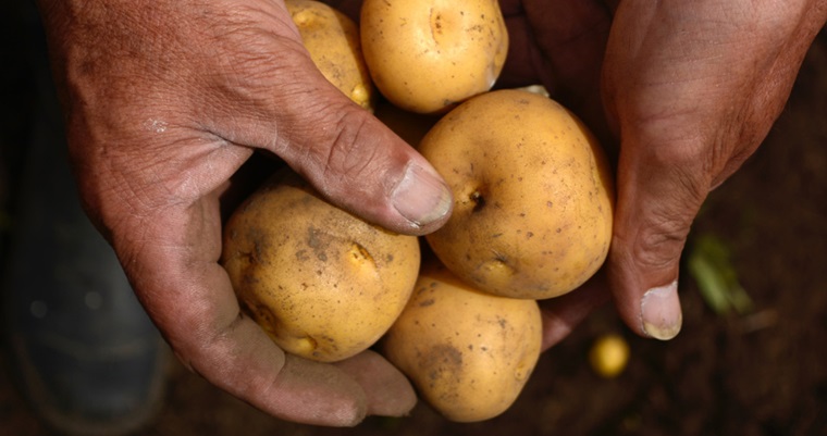 Variedades de papa silvestres y nativas se adaptan mejor a la sequía