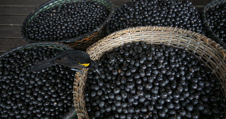 Sorbetes, helados y hasta en polvo, las muchas maneras de aprovechar el asaí en Chocó