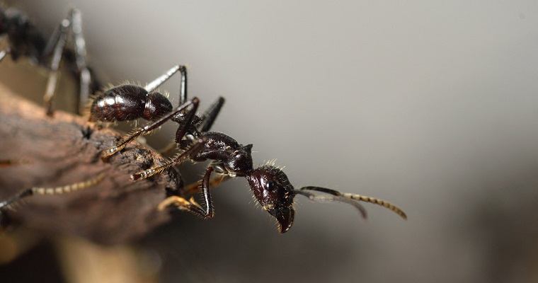 Hormigas, entre el bien y el mal