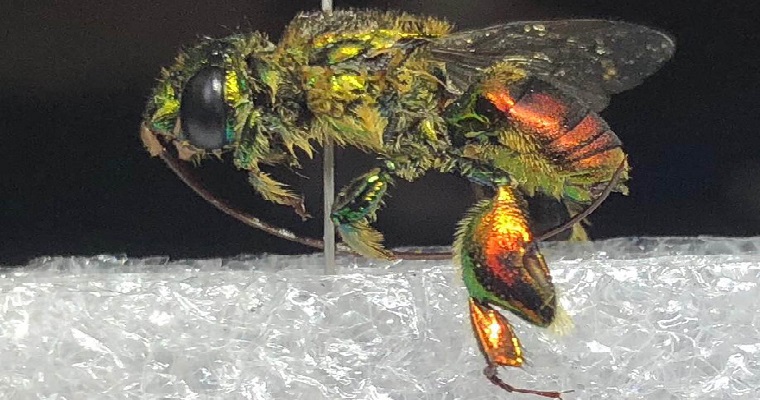 Abejas, bioindicadoras de conservación en el Parque Nacional Natural Farallones de Cali