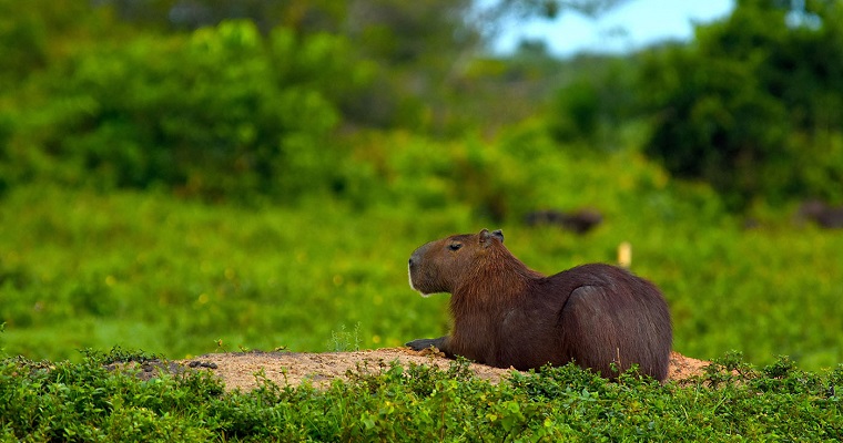 Investigadores abordan riesgos zoonóticos en carne de monte, dieta tradicional en los Llanos Orientales