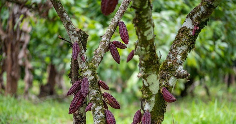 Cacao colombiano podría ser tan exitoso como el café, ¿cómo?