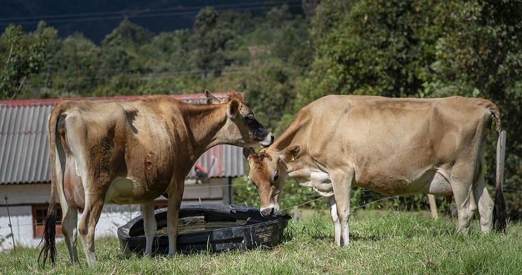 Aumentar la productividad en la ganadería bovina reduciría la huella de carbono