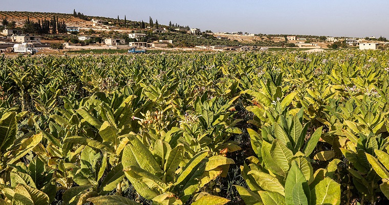 Del tabaco también se obtiene plástico biodegradable