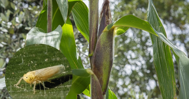 Agricultura de precisión previene ataque de la chicharrita en maíz