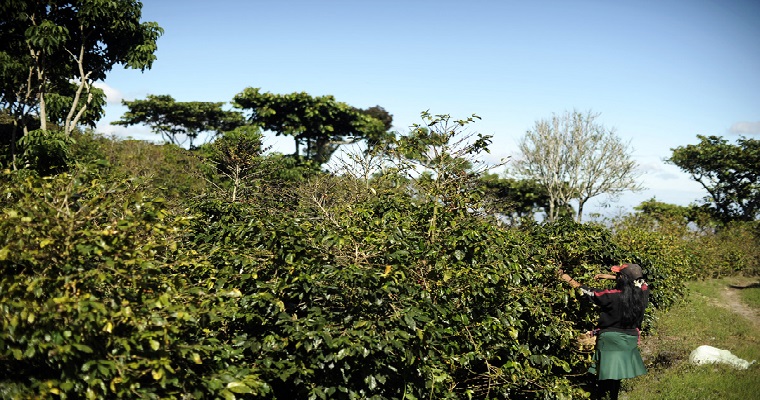 Biocarbones, eficaces en la recuperación de suelos deteriorados