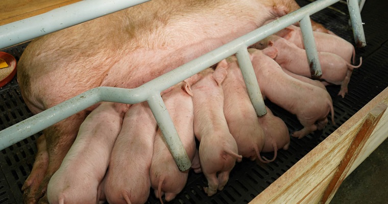Así se combatiría el síndrome respiratorio y reproductivo en cerdos