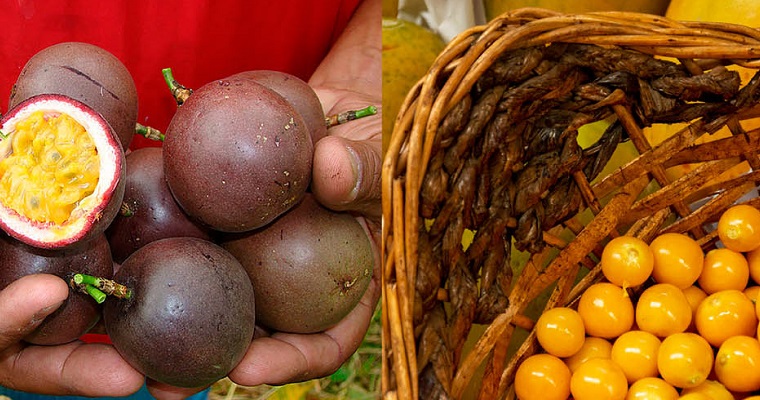 Uchuvas y gulupas del suroeste de Antioquia también son atacadas por virus