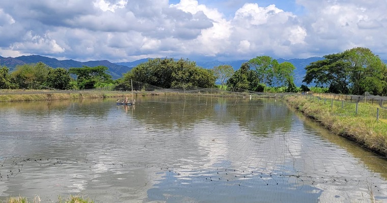 Masculinización de tilapia roja sería más eficaz agregando probióticos y prebióticos a su dieta