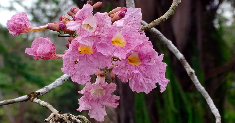 Para combatir cambio climático restauran bosque en Cali, con supervivencia arbórea del 93 %