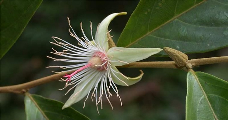 Anón de monte y gusanera, bellas pero mortales para insectos y parásitos