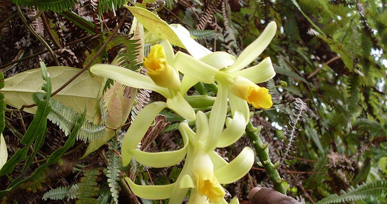 Vainilla del Pacífico colombiano, de las artes amatorias a producto de alto valor