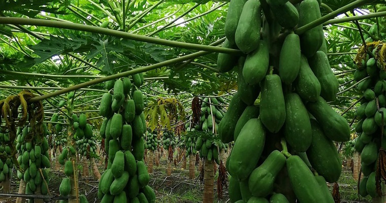 Drones e IA estimarán riego en cultivos de papaya en Valle del Cauca