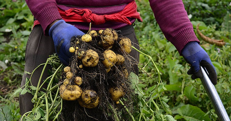 Identifican genes de papa criolla más tolerantes a la sequía