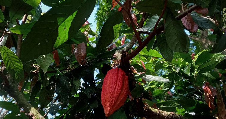 Con identificación de necesidades de agua en cacao se optimizarán sistemas de riego