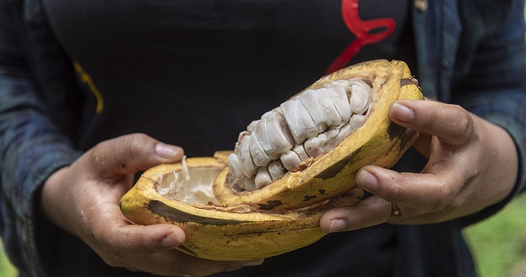 Pulpa de cacao tiene potencial como endulzante natural