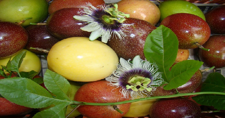 Injerto de maracuyá con cholupa tiene potencial para combatir la secadera