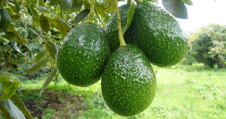 Control biológico para atacar hongos en cultivos de aguacate y maracuyá en Arauca