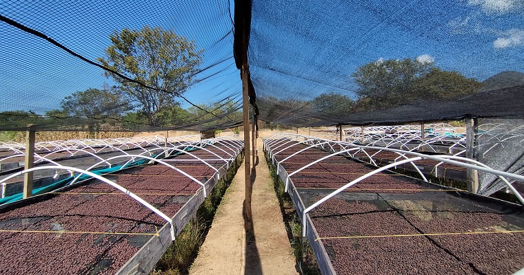 Fermentación, secado y almacenamiento: la ecuación perfecta para un café de calidad