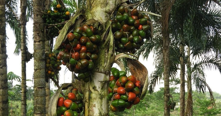 Agroquímicos y monocultivo, “obstáculos” para la sostenibilidad del chontaduro en el Guaviare