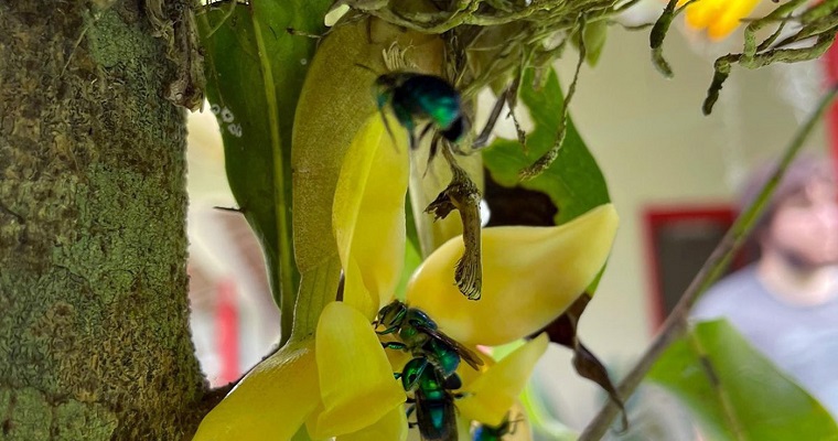 Abejas nativas aumentan al menos 15 % de la productividad en fincas cafeteras