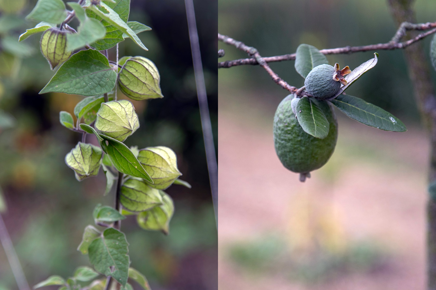 UNAL capacita a profesionales en ensayos para determinar límites máximos de residuos de plaguicidas
