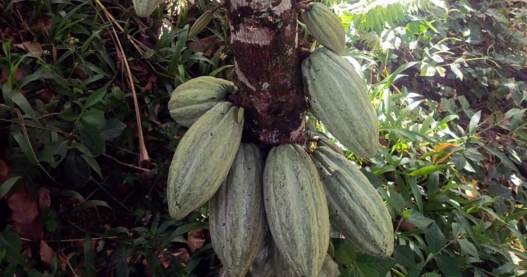 Con cultivos sostenibles de cacao, campesinos en Chaparral subsisten y protegen el medioambiente