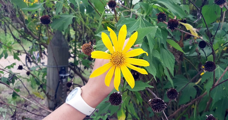 Suplemento nutricional disminuiría emisión de gas metano en la ganadería