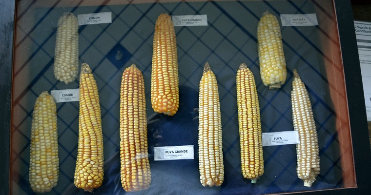 Diversidad del maíz colombiano se amplía con la caracterización de nuevas razas