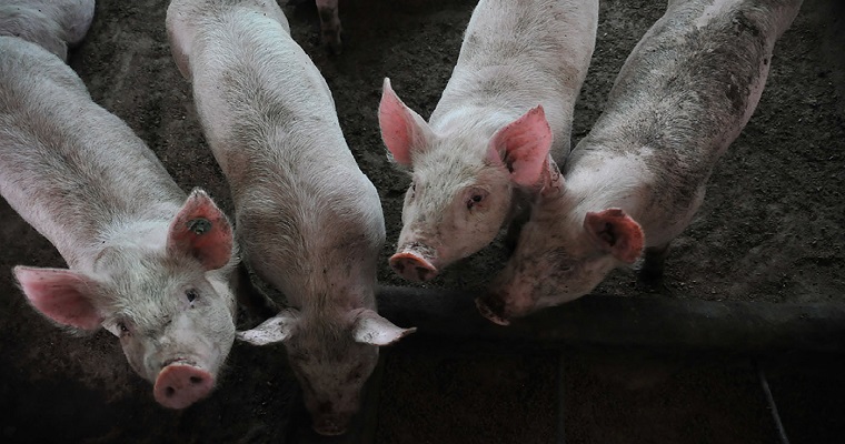 El futuro de la salud porcina: ácidos grasos como sustituto de antibióticos en lechones