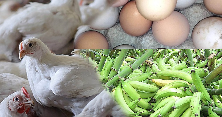 Huevos, pollos y plátanos agroecológicos tienen alta calidad de nutrientes