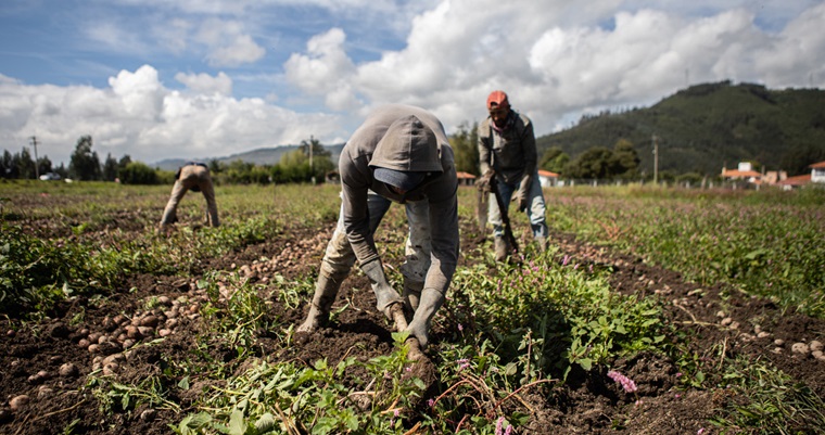 Agricultores rompen el ciclo de pérdidas en cultivos con tecnología