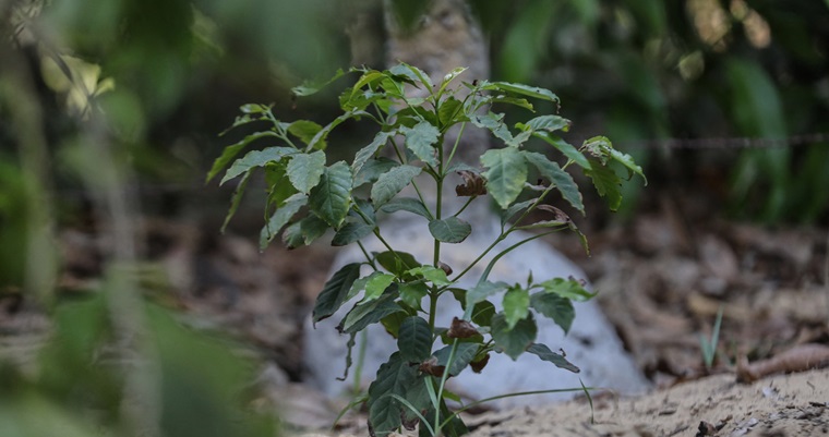 Café cultivado a la sombra es sostenible y de tipo exportación